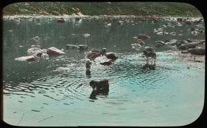 Image of Dogs Fishing